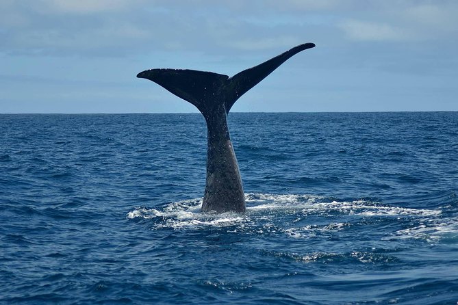 Whale Watching in Kaikoura by Boat - What makes this Kaikoura whale trip worth considering