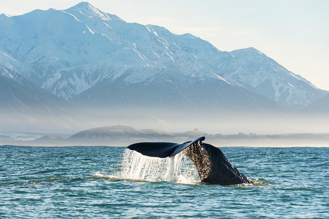 Whale Watching in Kaikoura by Boat - Check-in, transfer, and the first ride out