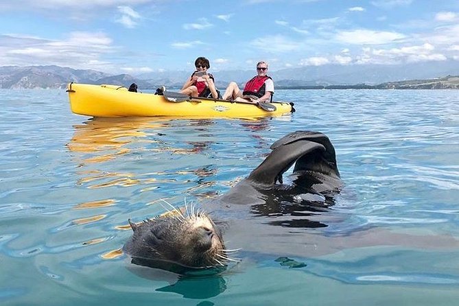 Whale Watching in Kaikoura by Boat - Dolphins, seals, albatross, and surprise sightings