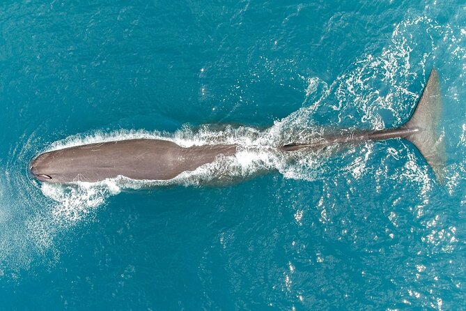 Whale Watching in Kaikoura by Boat - The commentary turns waiting time into useful time