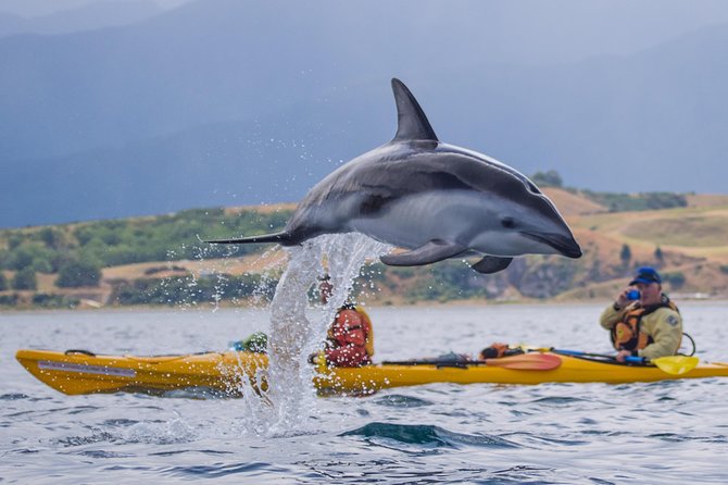 Whale Watching in Kaikoura by Boat - Seasickness is the main practical concern