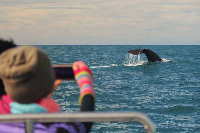 Whale Watching in Kaikoura by Boat - Finding the sperm whales offshore